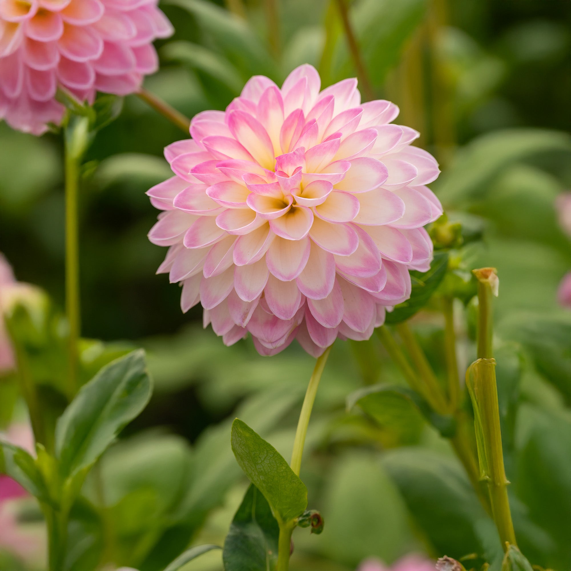 Dahlia Arbatax (1 Bulb)