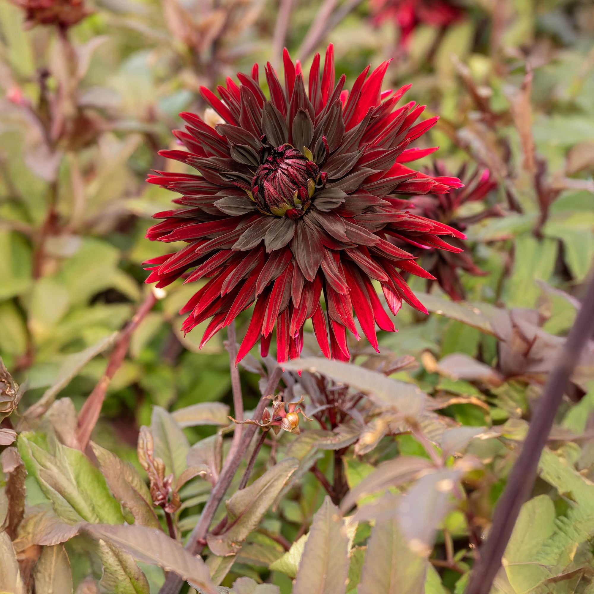 Dahlia Black Jack (1 Bulb)
