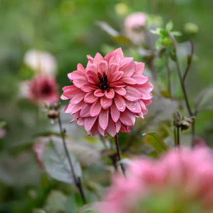 Dahlia Night Silence (1 Bulb)