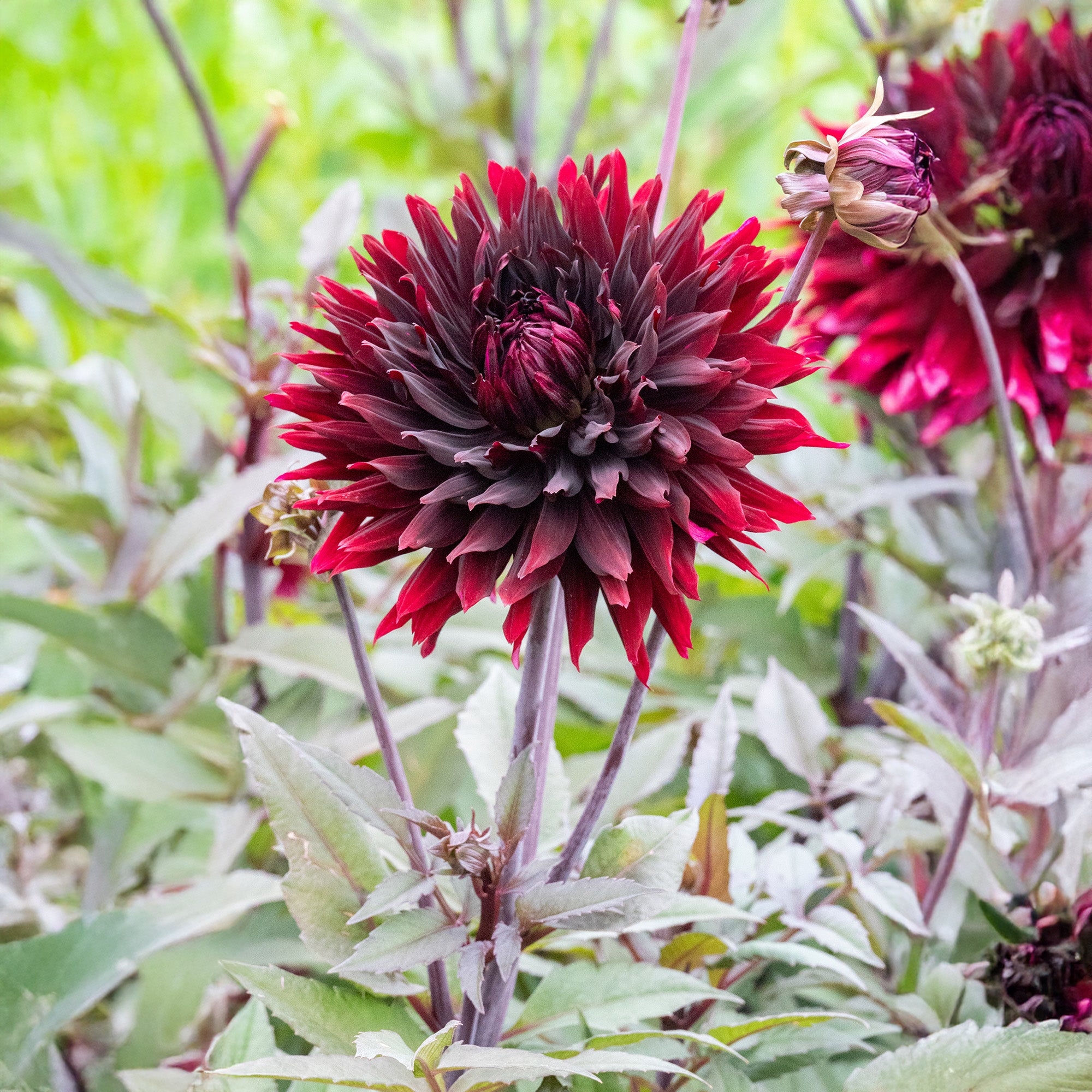 Dahlia Black Jack (1 Bulb)