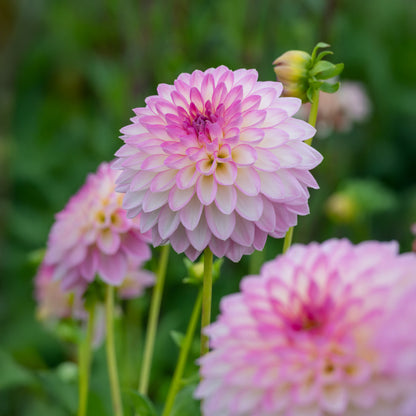 Dahlia Arbatax (1 Bulb)