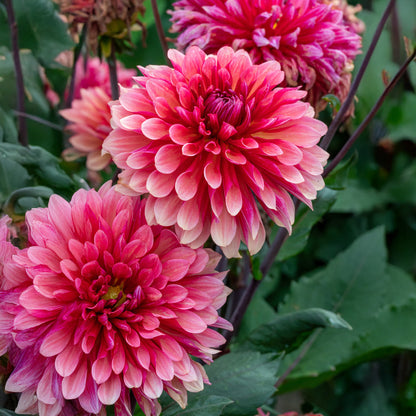 Dahlia Missis Dutch (1 Bulb)