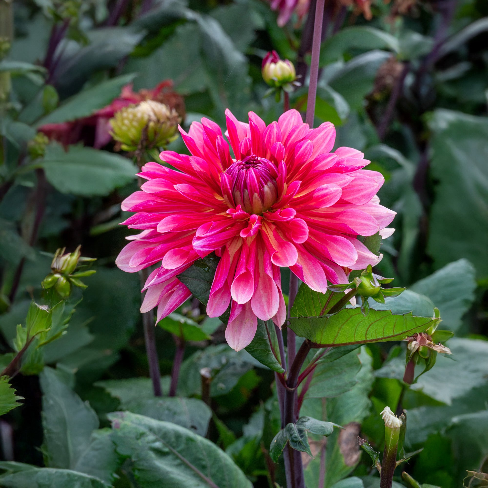 Dahlia Missis Dutch (1 Bulb)