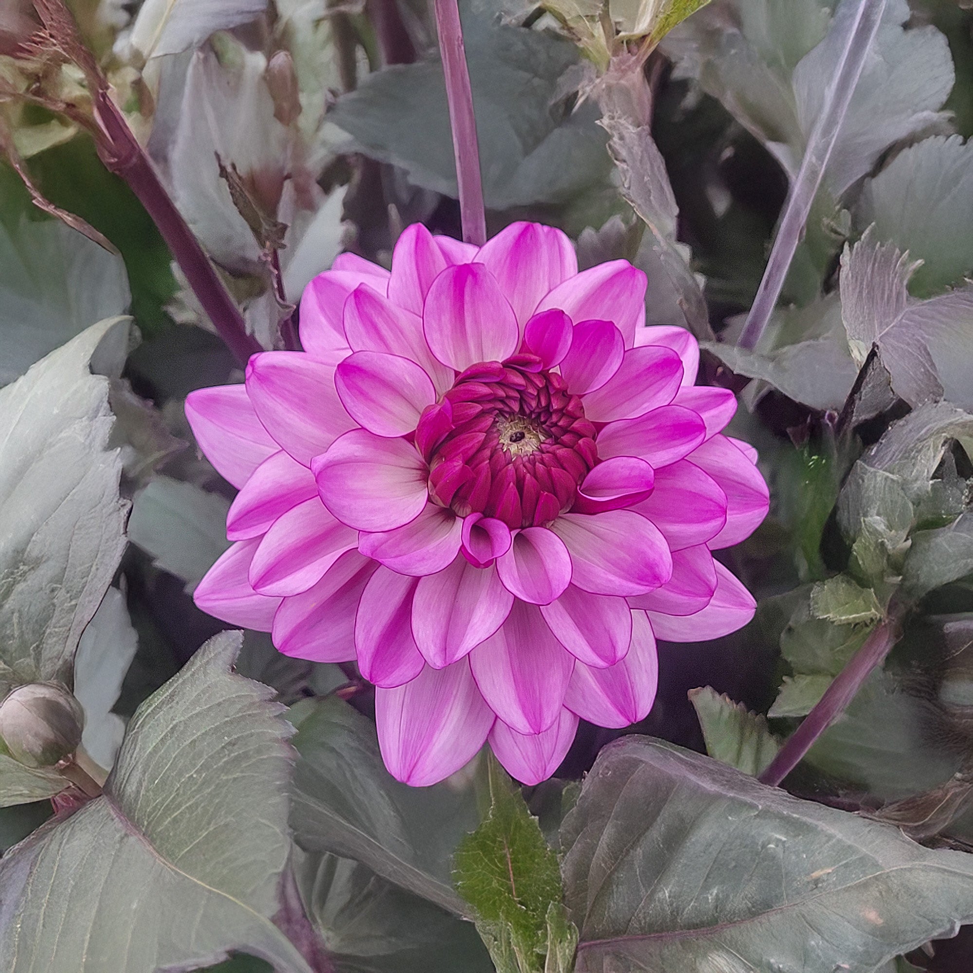 Dahlia Dark Crystal (1 Bulb)