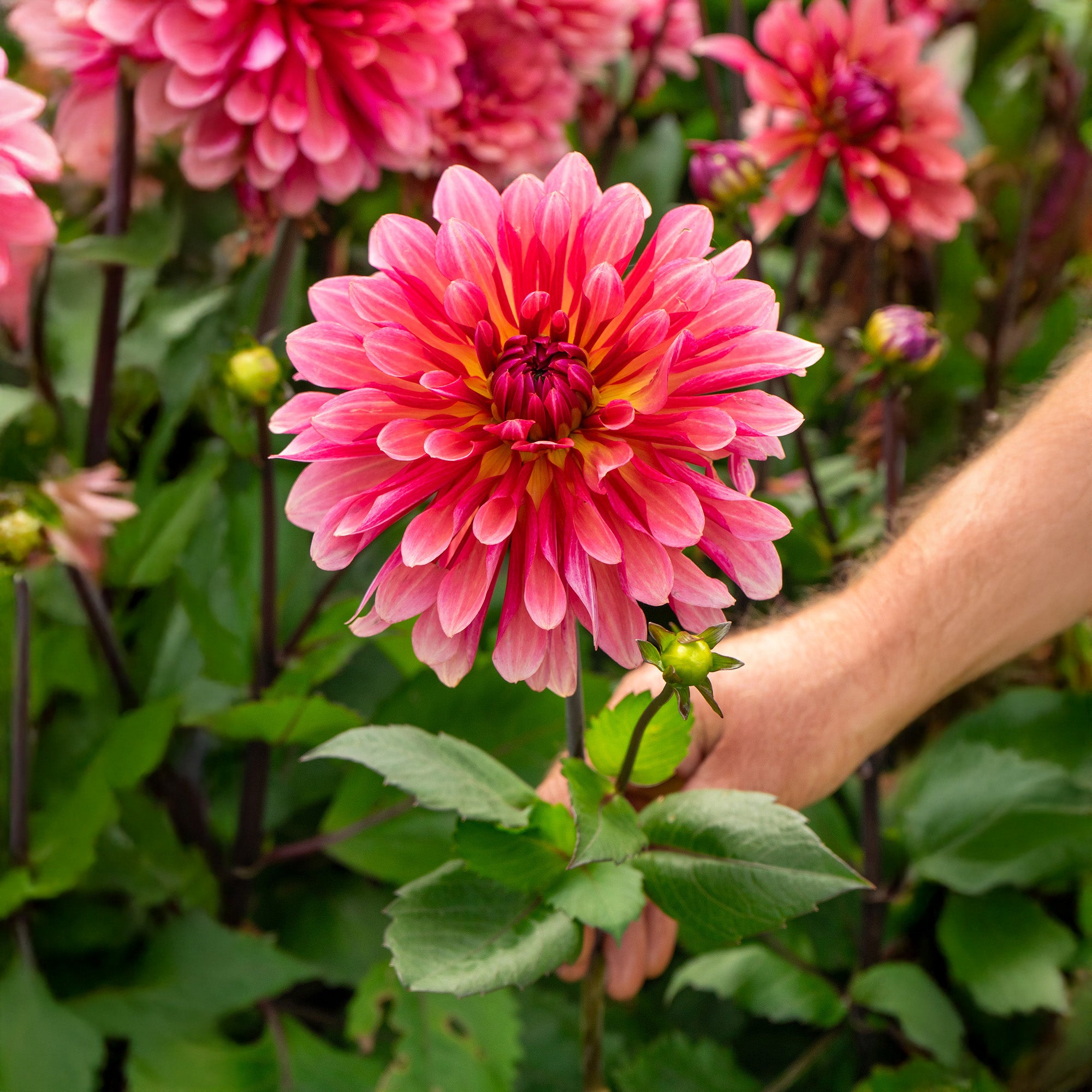 Dahlia Missis Dutch (1 Bulb)