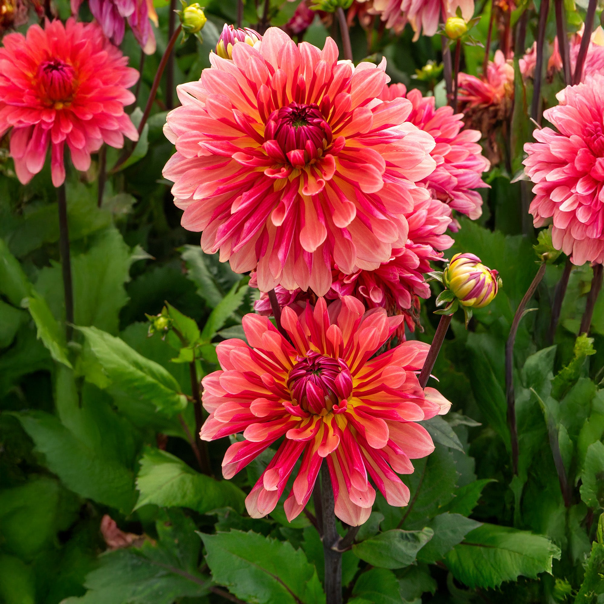 Dahlia Missis Dutch (1 Bulb)