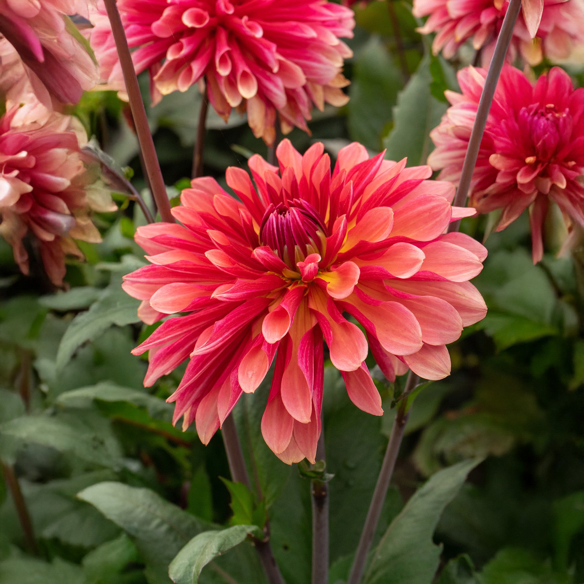 Dahlia Missis Dutch (1 Bulb)