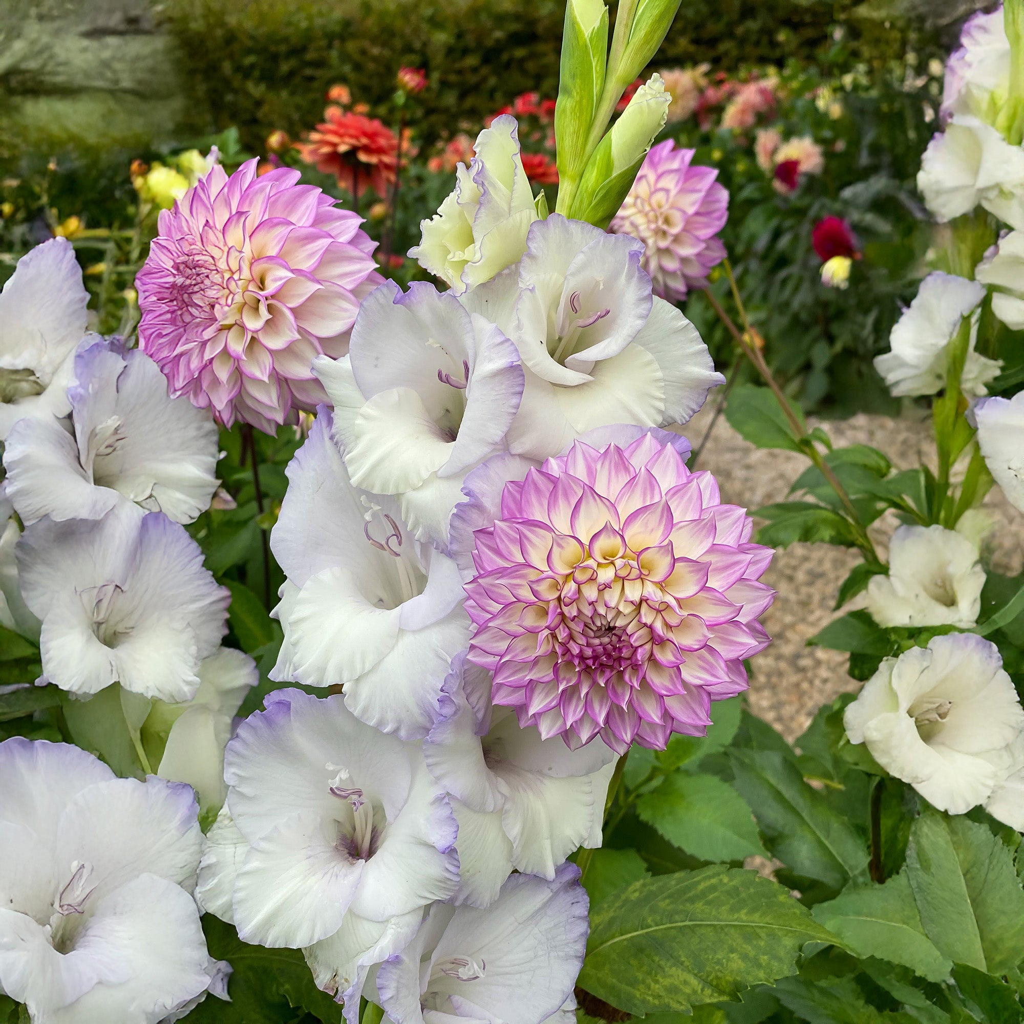 Dahlia Arbatax (1 Bulb)