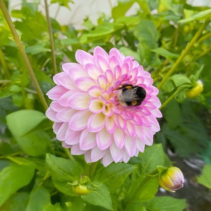 Dahlia Arbatax (1 Bulb)