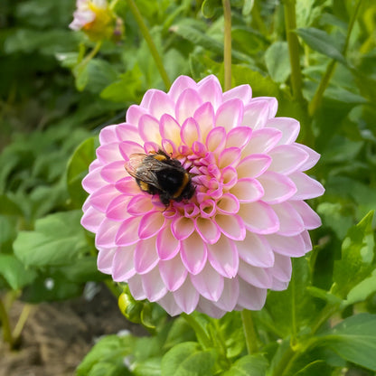 Dahlia Arbatax (1 Bulb)