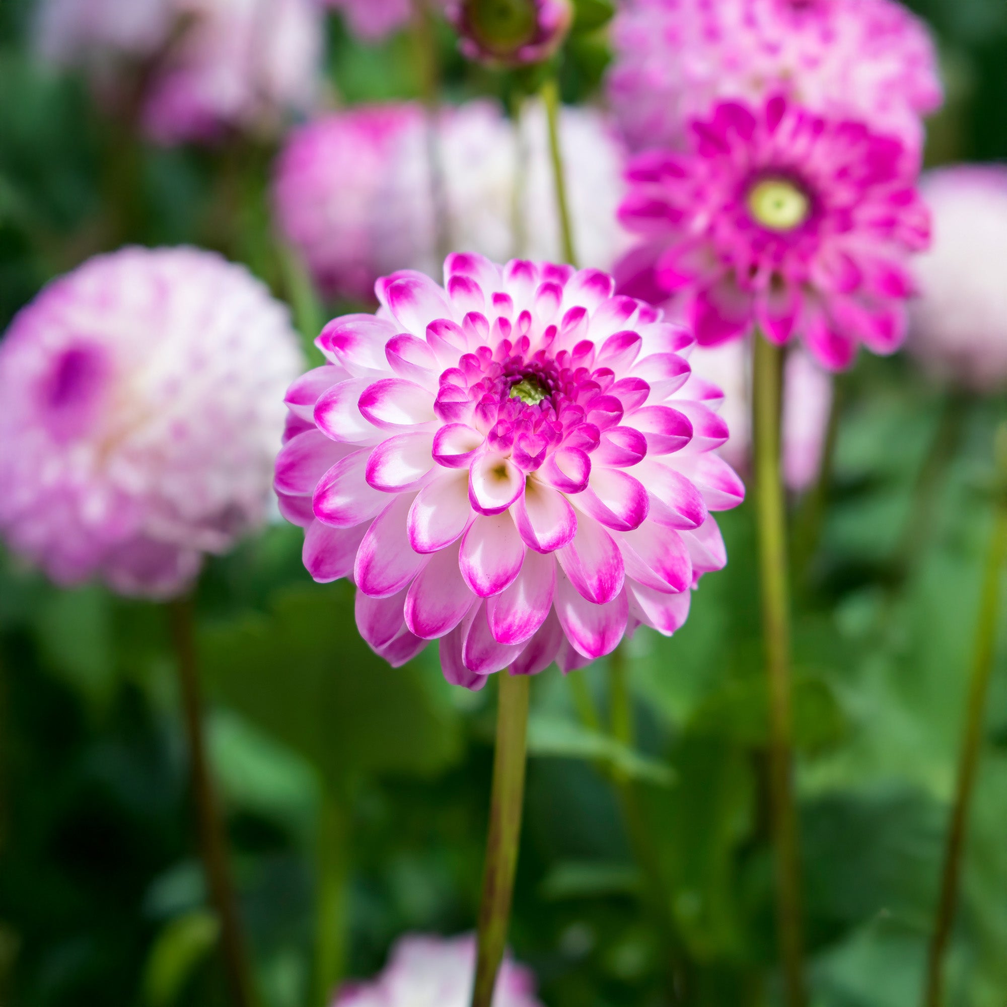 Dahlia Pink Isa (1 Bulb)