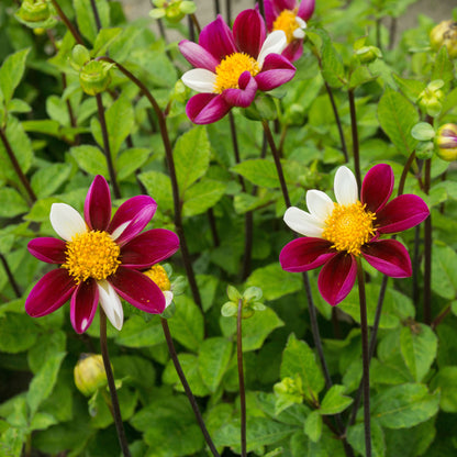 Dahlia Smarty (1 Bulb)