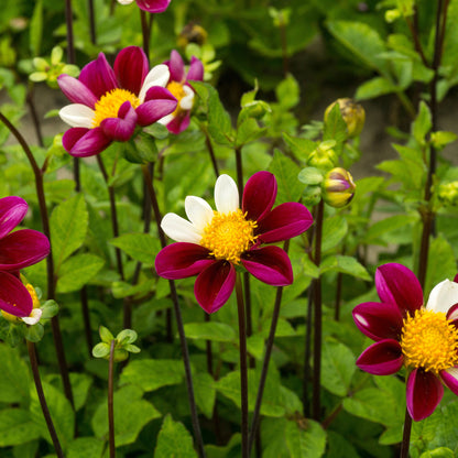 Dahlia Smarty (1 Bulb)