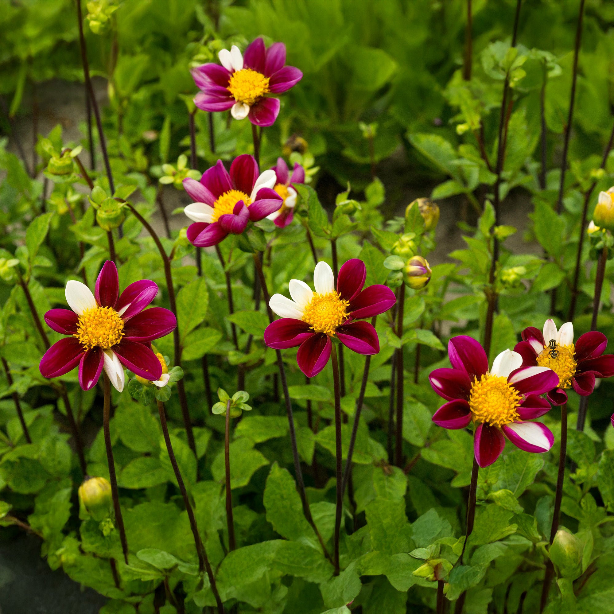 Dahlia Smarty (1 Bulb)
