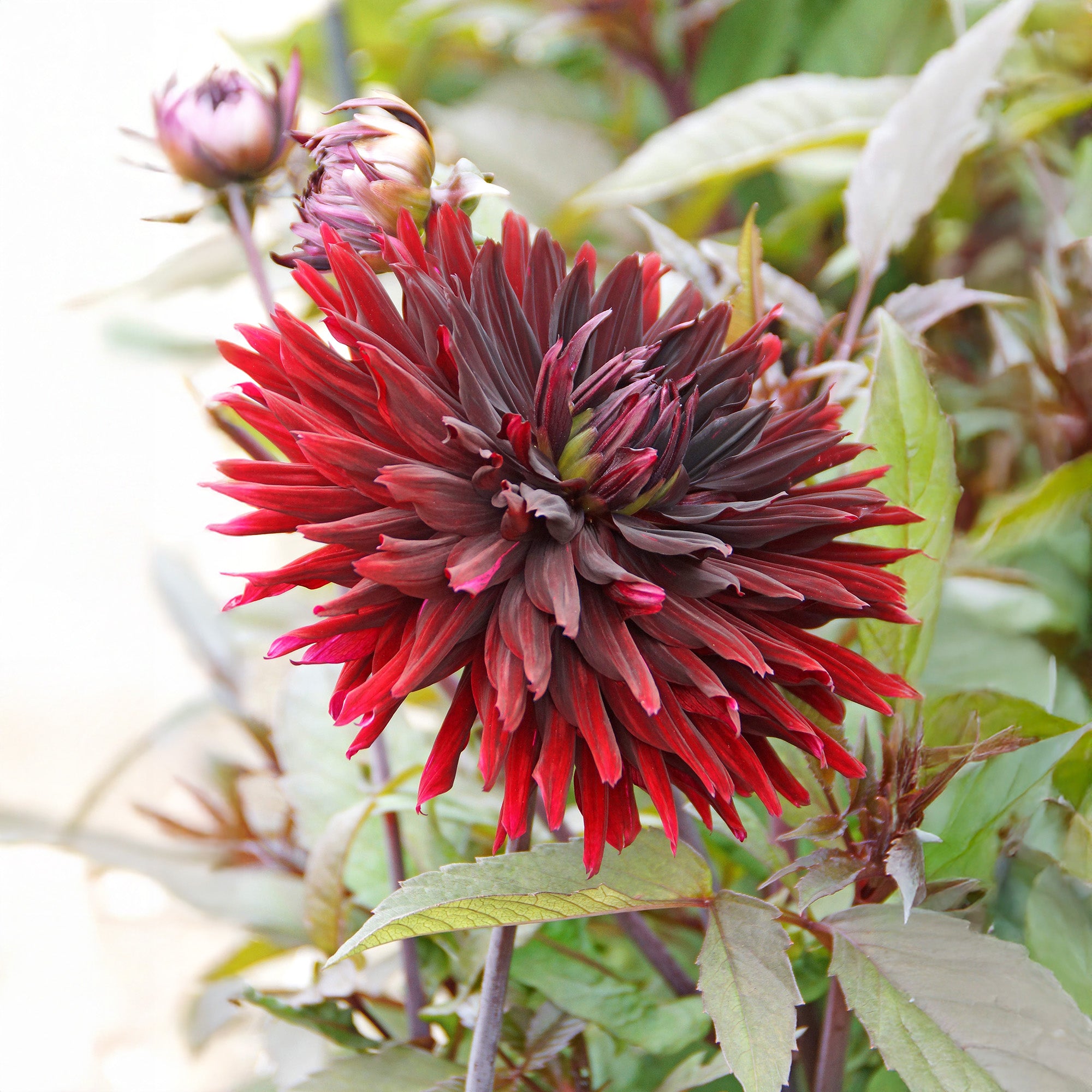Dahlia Black Jack (1 Bulb)