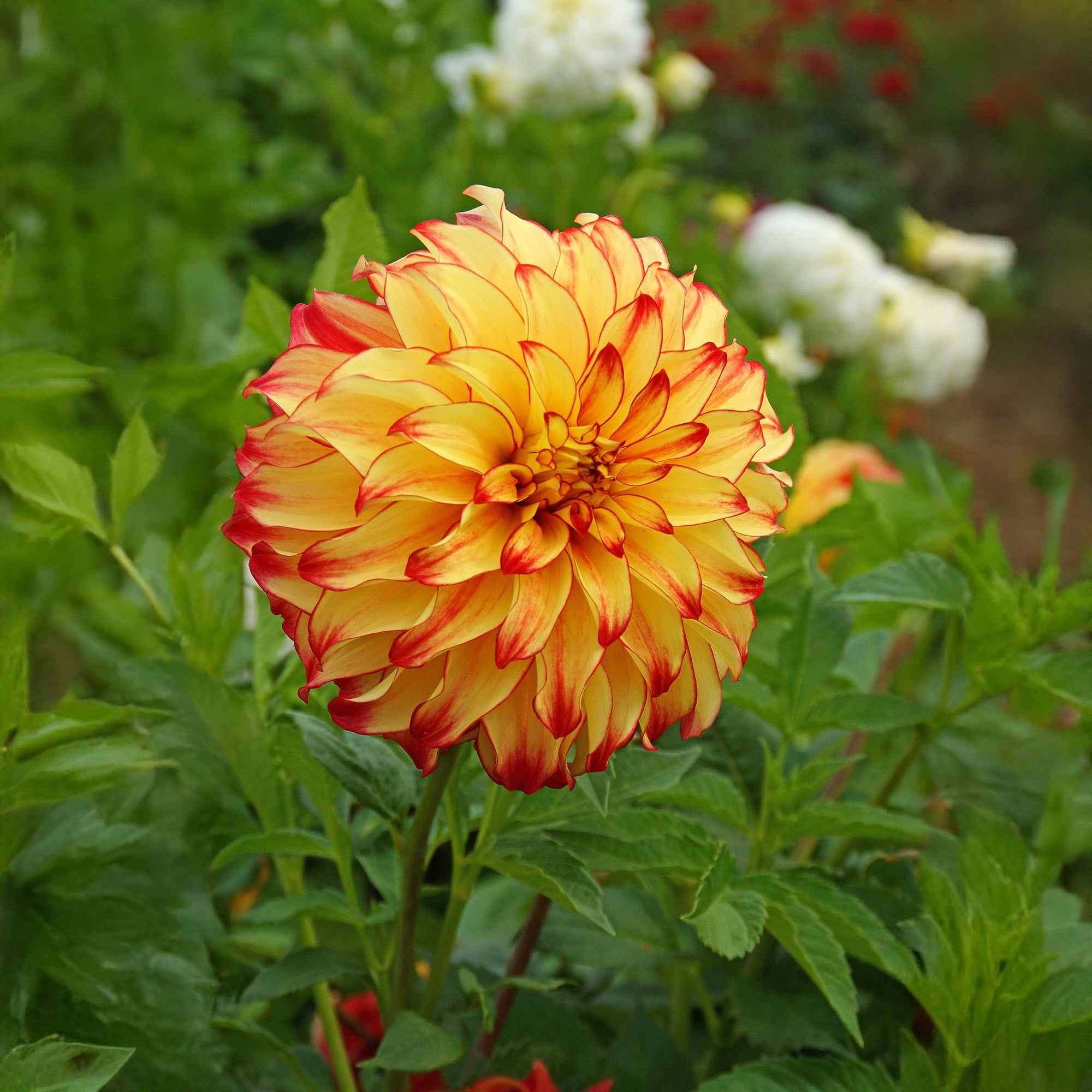Dahlia Lady Darlene (2 Bulbs)