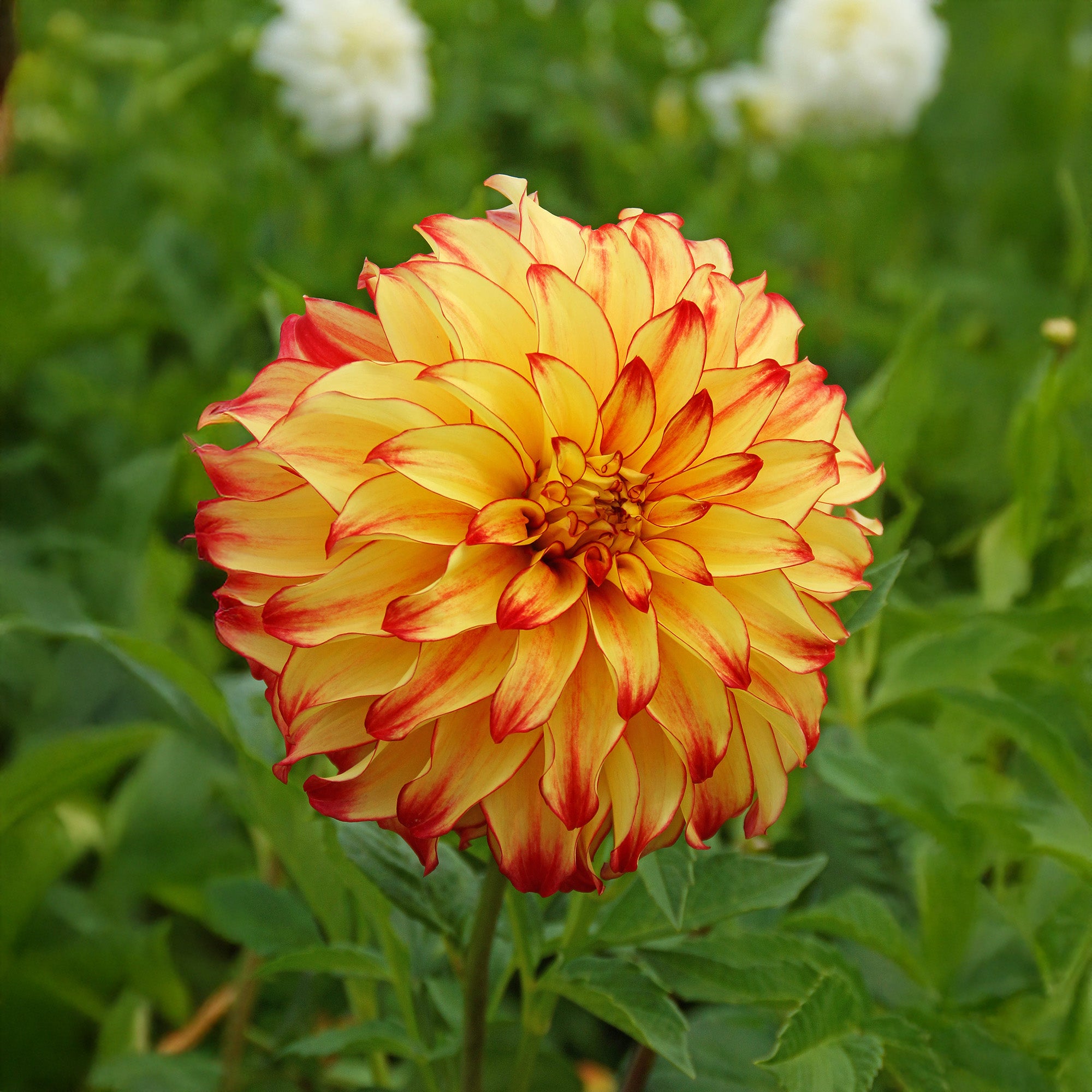 Dahlia Lady Darlene (2 Bulbs)