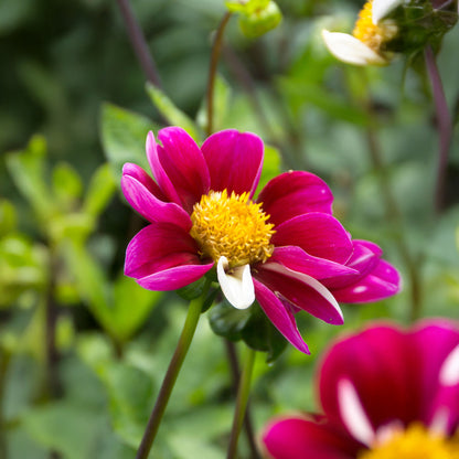 Dahlia Smarty (1 Bulb)