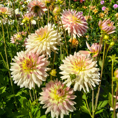 Dahlia Tropical Sunset (2 Bulbs)