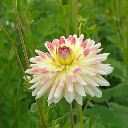 Dahlia Tropical Sunset (2 Bulbs)
