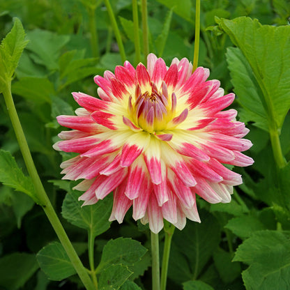 Dahlia Tropical Sunset (2 Bulbs)
