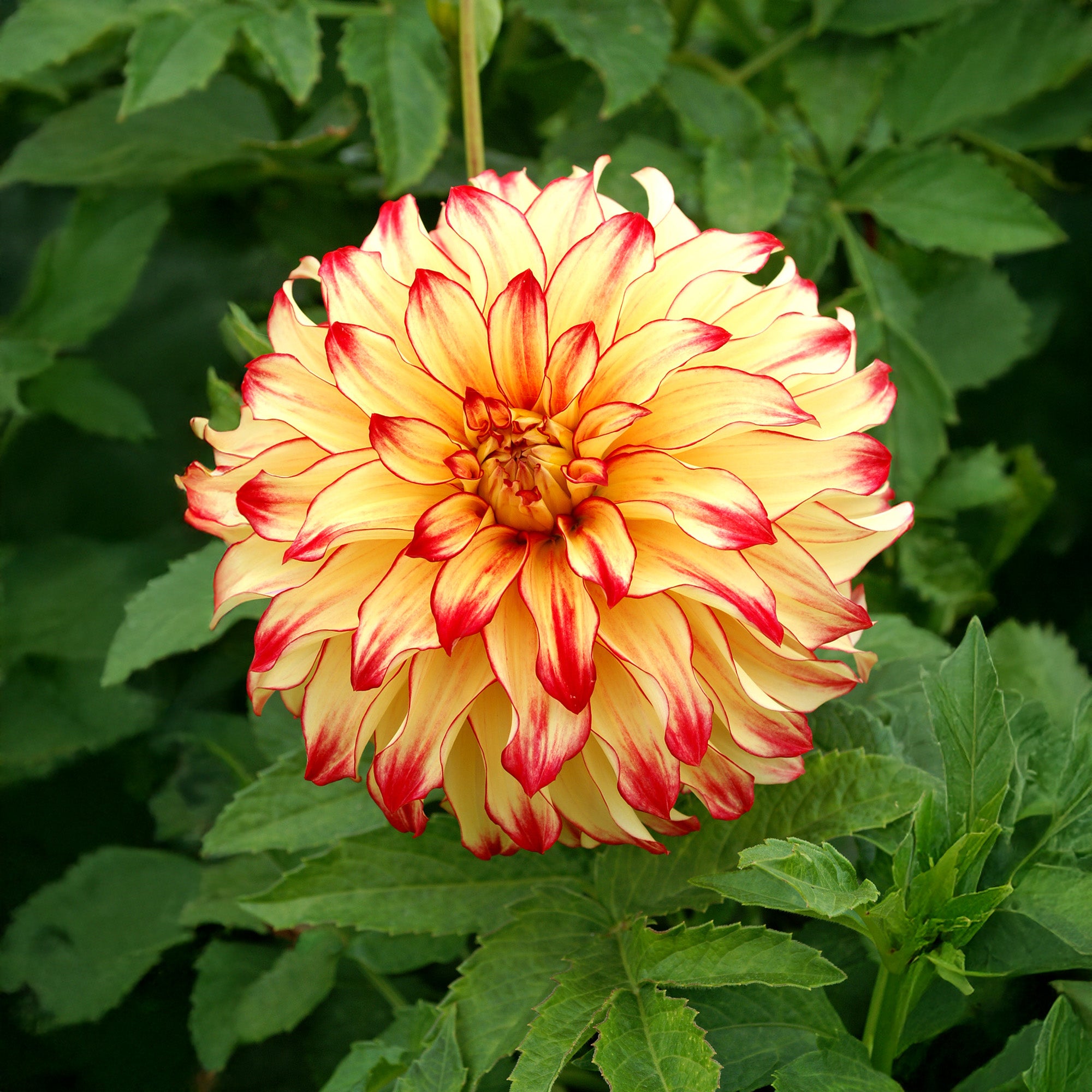 Dahlia Lady Darlene (2 Bulbs)