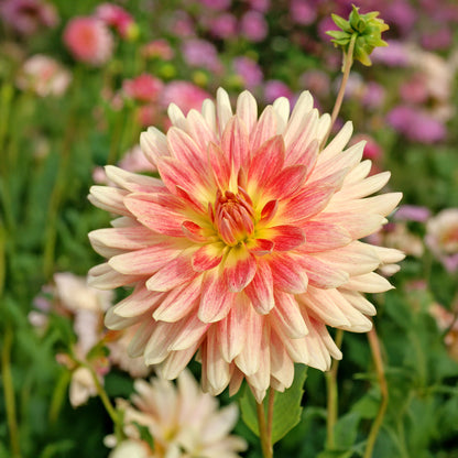 Dahlia Tropical Sunset (2 Bulbs)