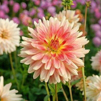 Dahlia Tropical Sunset (2 Bulbs)