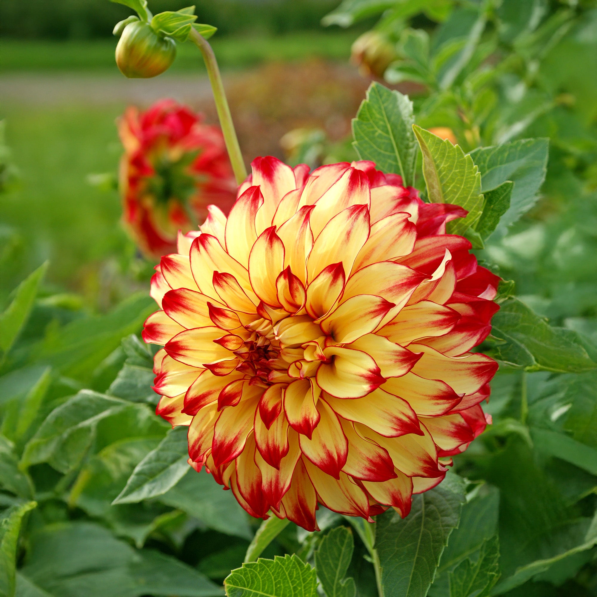 Dahlia Lady Darlene (2 Bulbs)