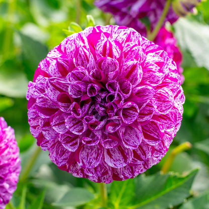 Dahlia Pompon Marble Ball (1 Bulb)