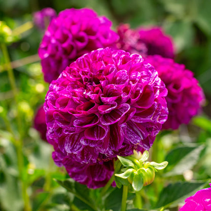 Dahlia Pompon Marble Ball (1 Bulb)
