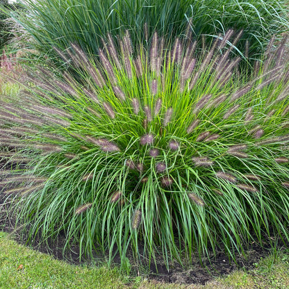 Pennisetum Alopecuroides Hameln (1 Bulb)