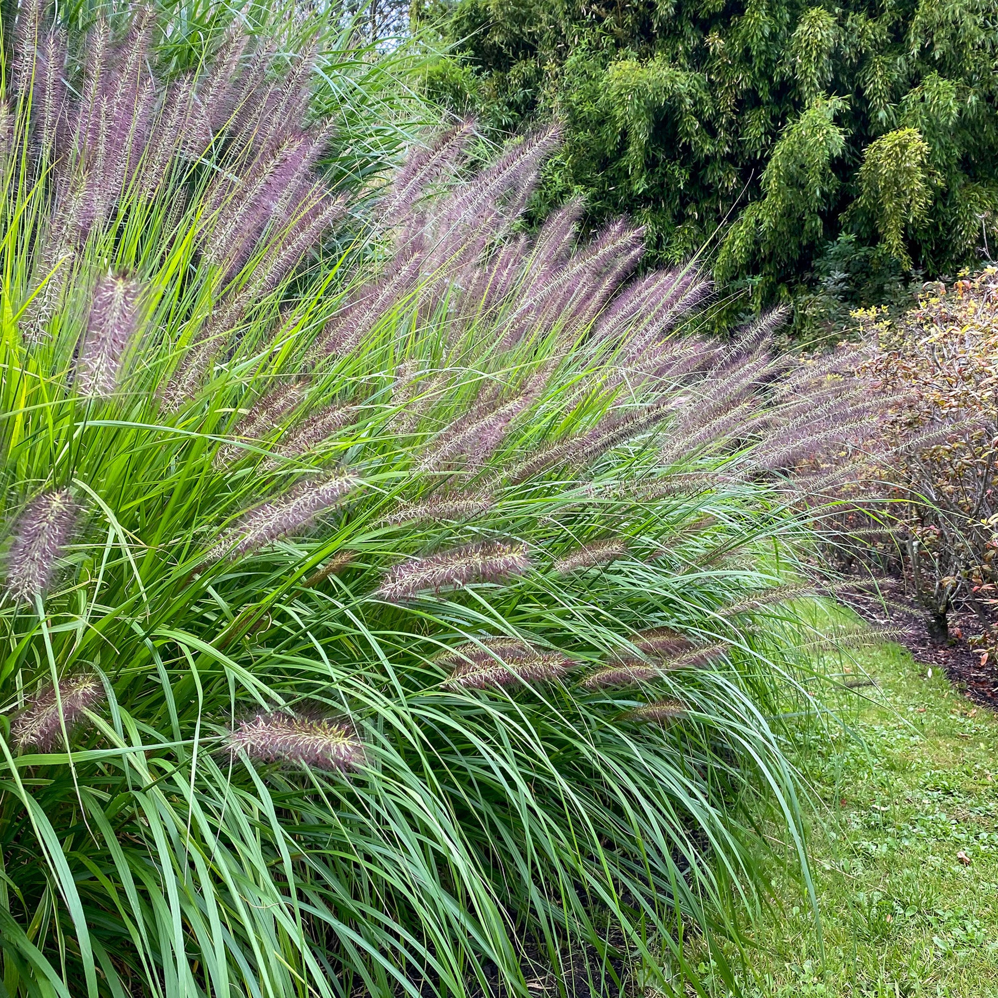 Pennisetum Alopecuroides Hameln (1 Bulb)