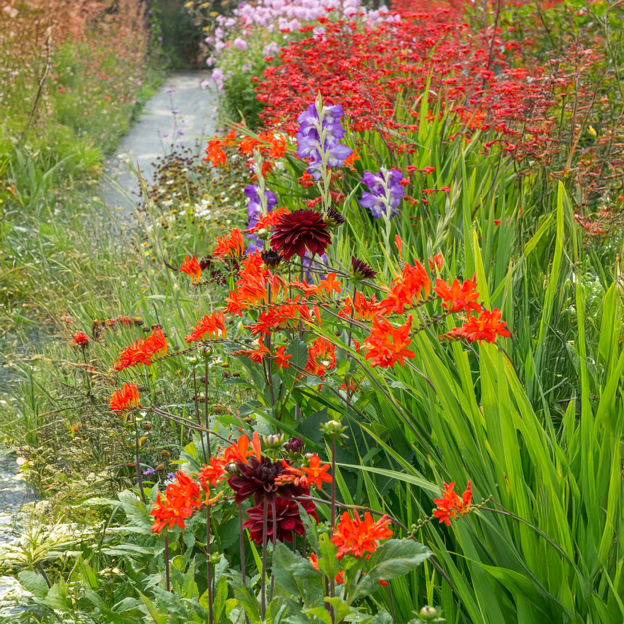 Dahlia Border Mix (3 Bulbs)