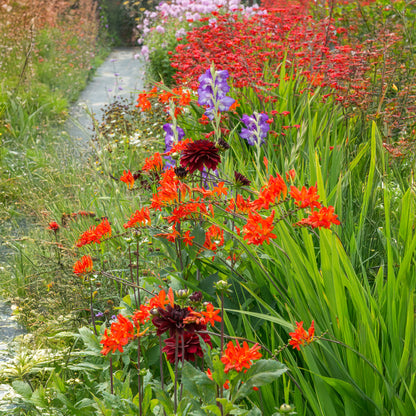 Dahlia Border Mix (3 Bulbs)
