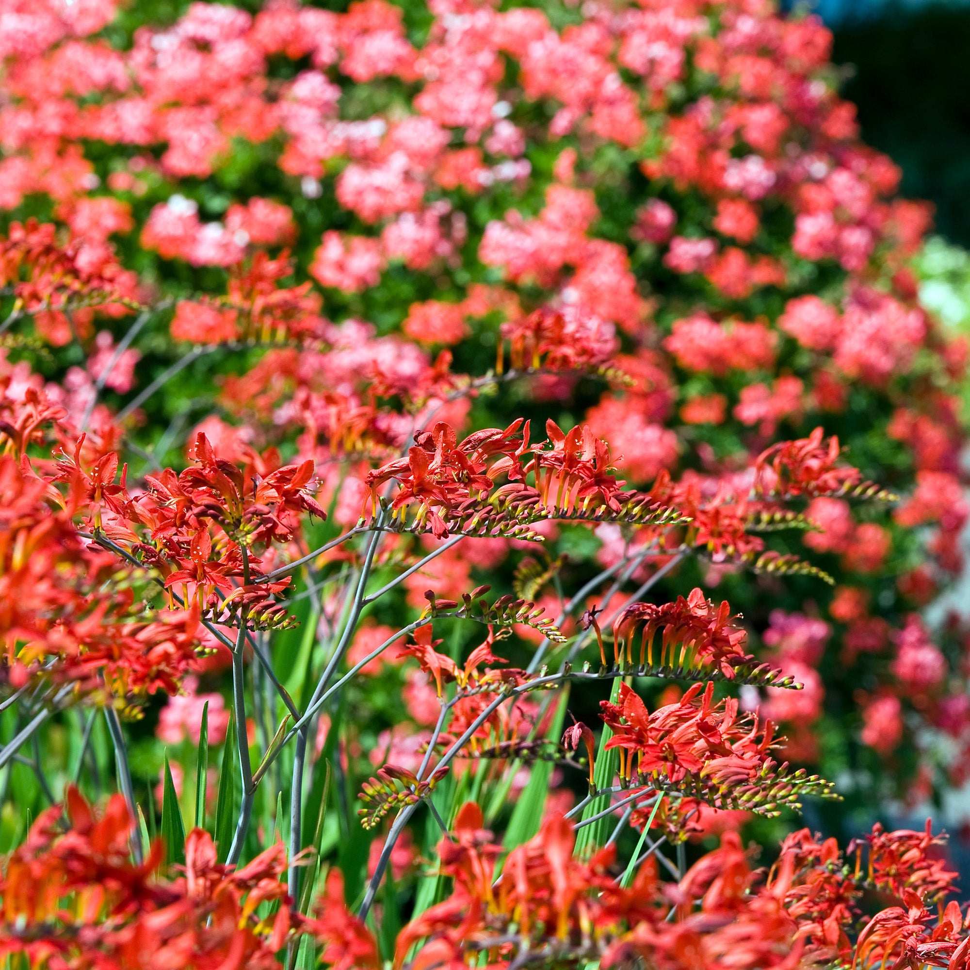 Crocosmia lucifer (15 Bulbs)