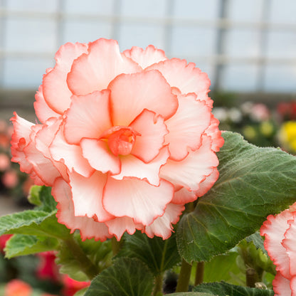 Begonia Picotee White/Red