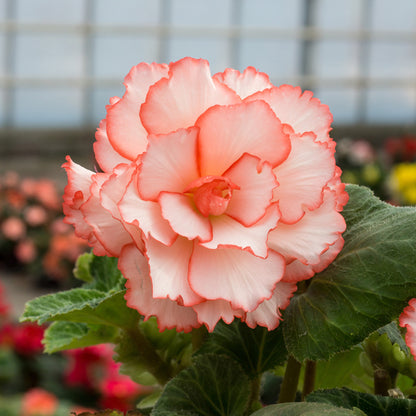 Begonia Picotee White/Red