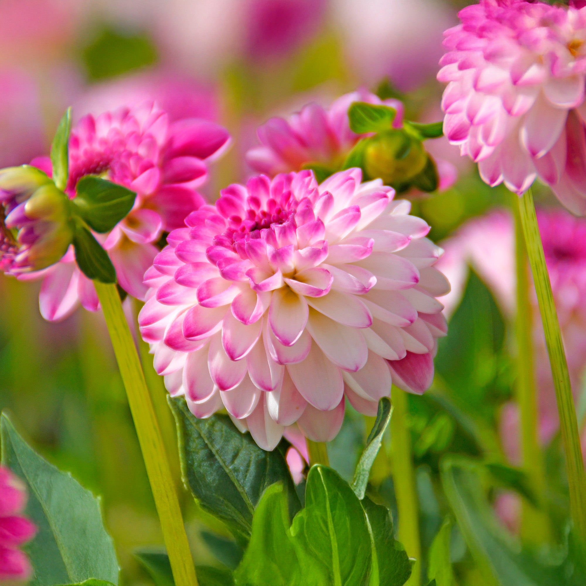 Dahlia Pink Isa (1 Bulb)