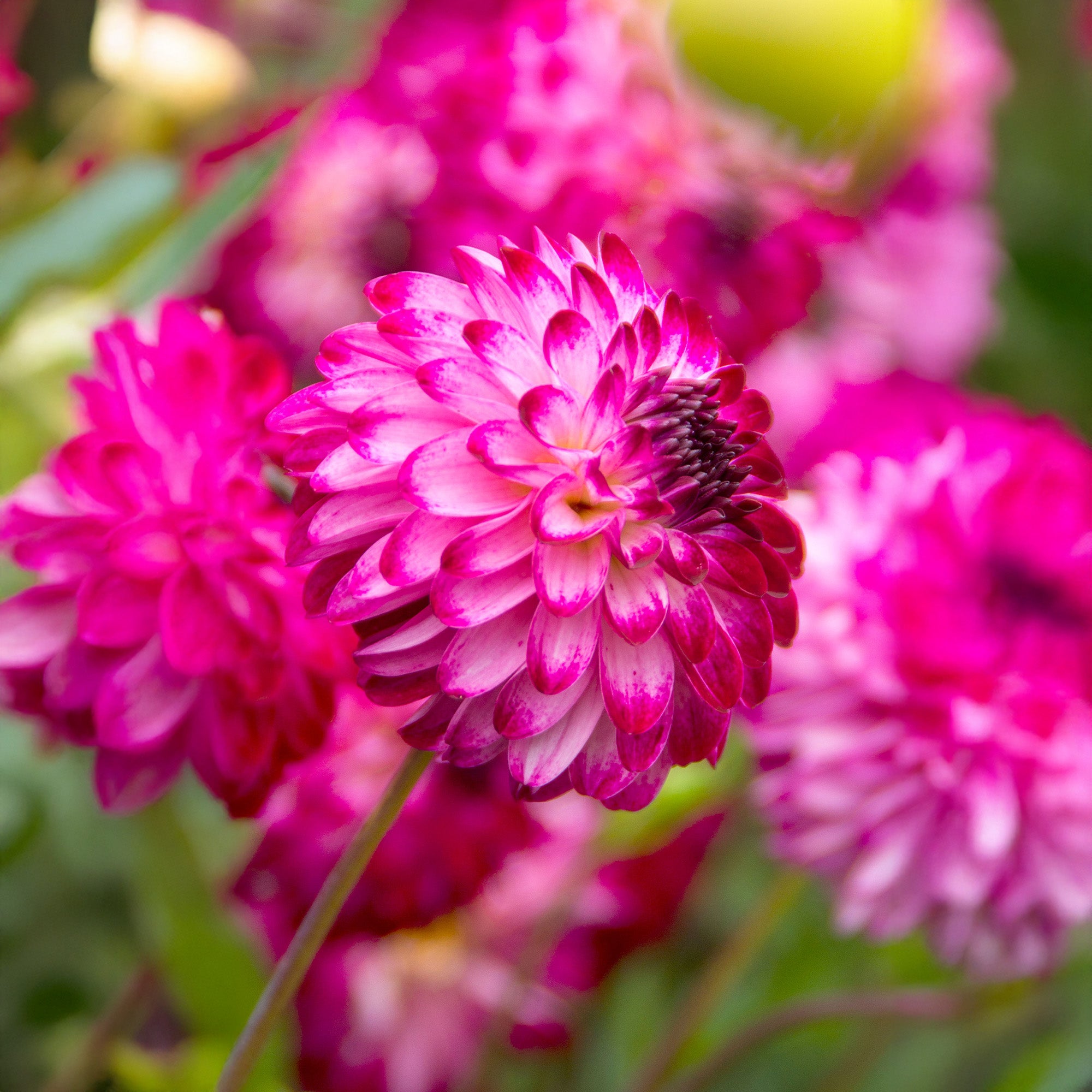 Dahlia Pink Isa (1 Bulb)