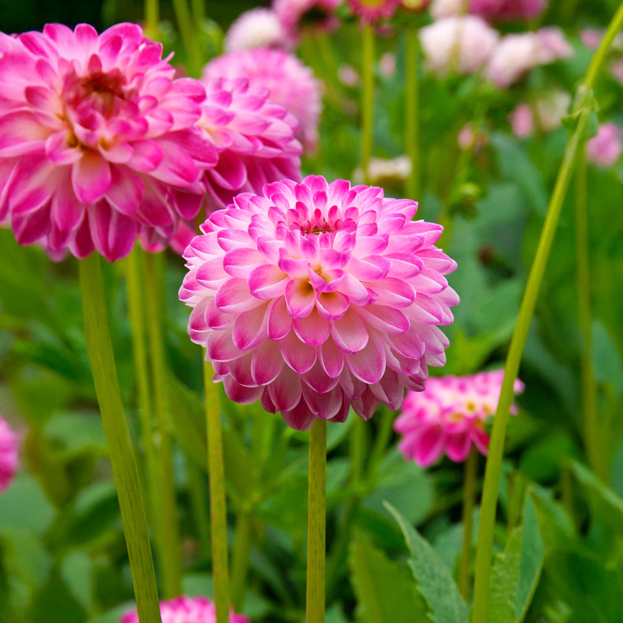 Dahlia Pink Isa (1 Bulb)