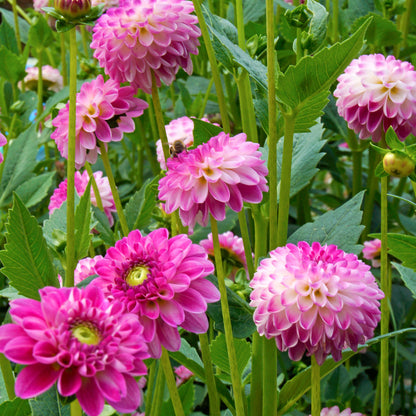 Dahlia Pink Isa (1 Bulb)