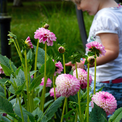Dahlia Pink Isa (1 Bulb)