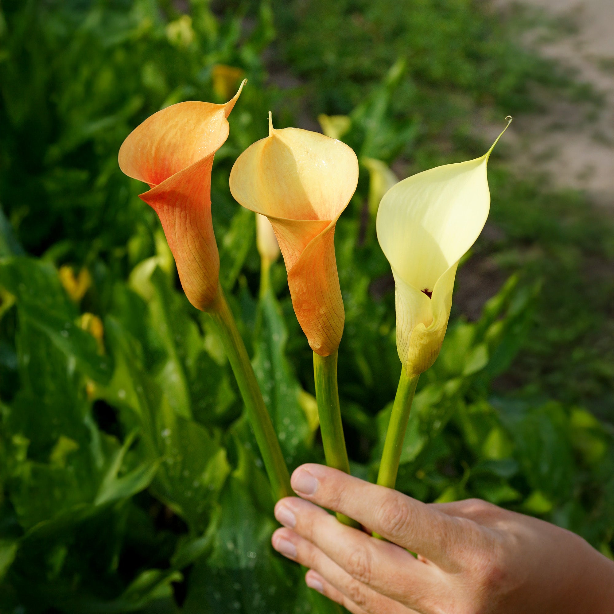 Calla Cameo (2 Bulbs)