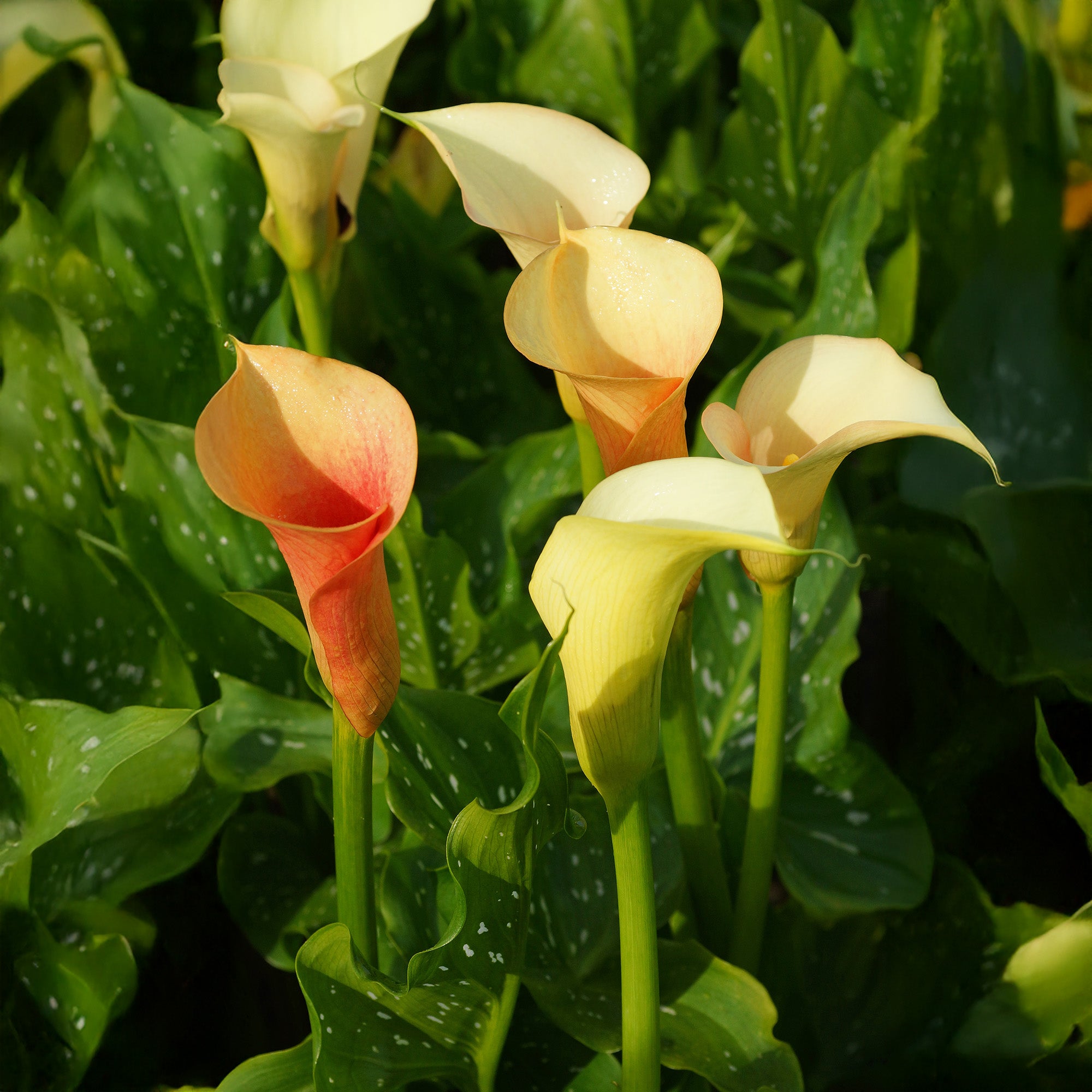 Calla Cameo (2 Bulbs)