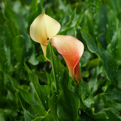 Calla Cameo (2 Bulbs)