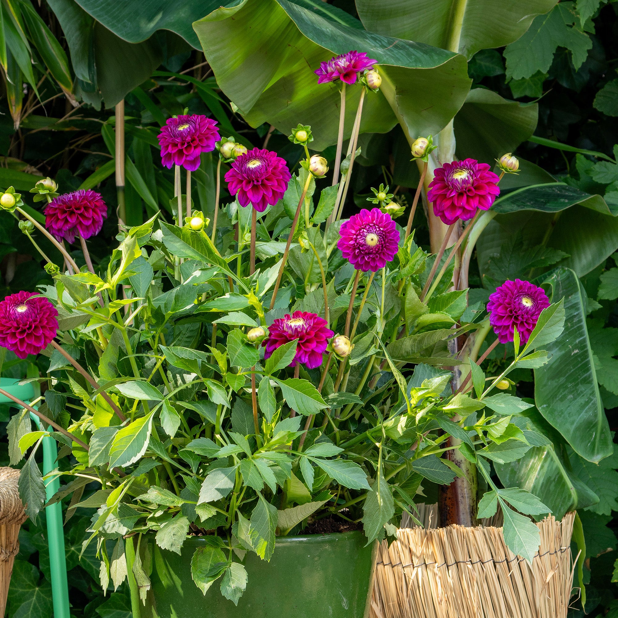 Dahlia Pompon Franz Kafka (1 Bulb)