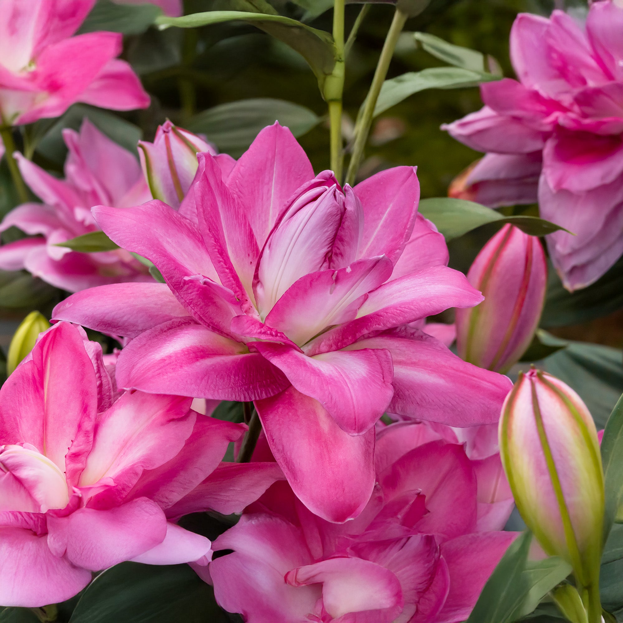 Lilium Lotus Wonder (2 Bulbs)