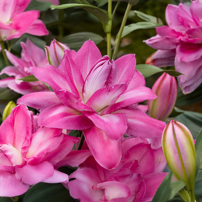 Lilium Lotus Wonder (2 Bulbs)