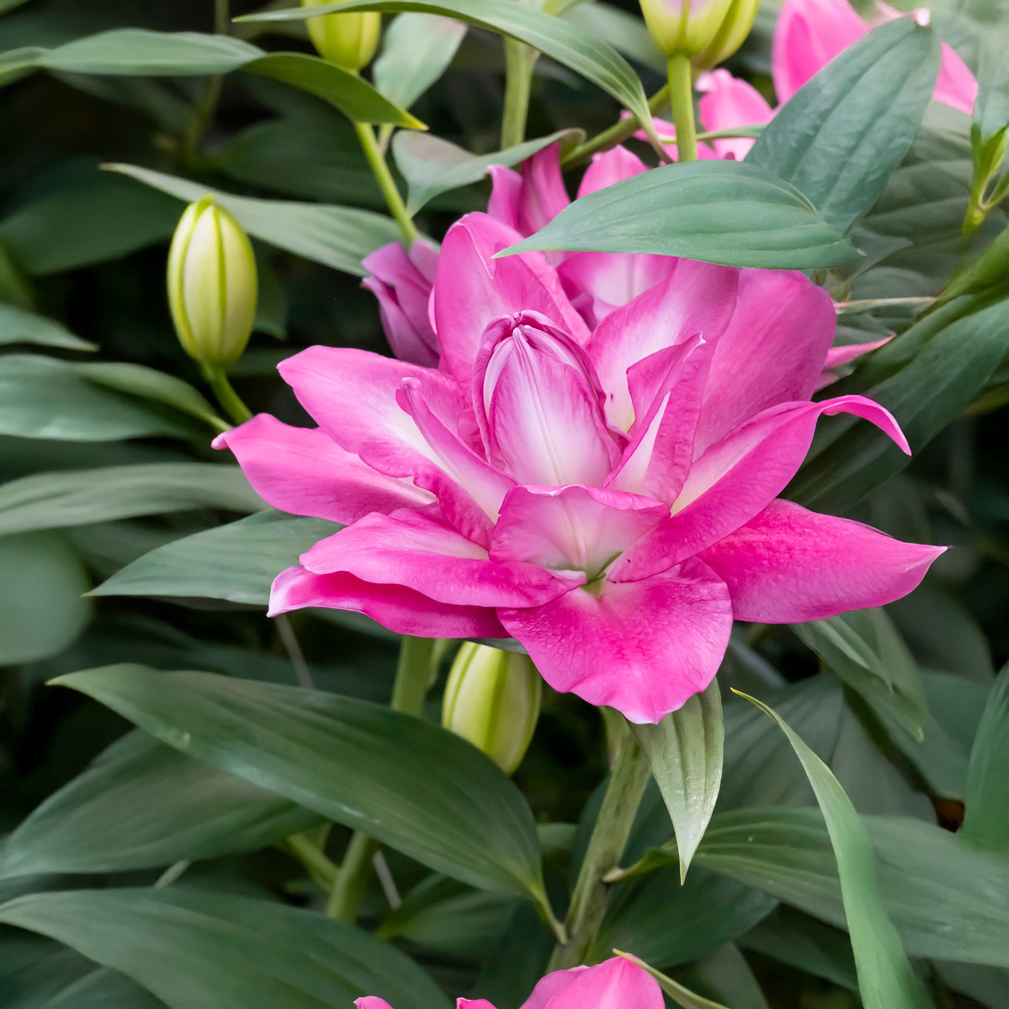 Lilium Lotus Wonder (2 Bulbs)